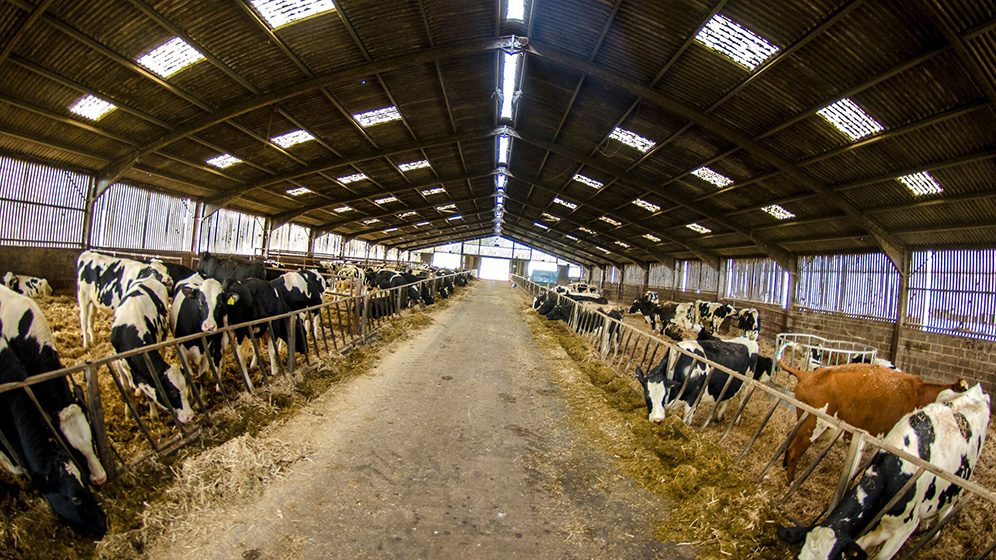 Cows inside the cattle barn on Cockle Park Farm. 